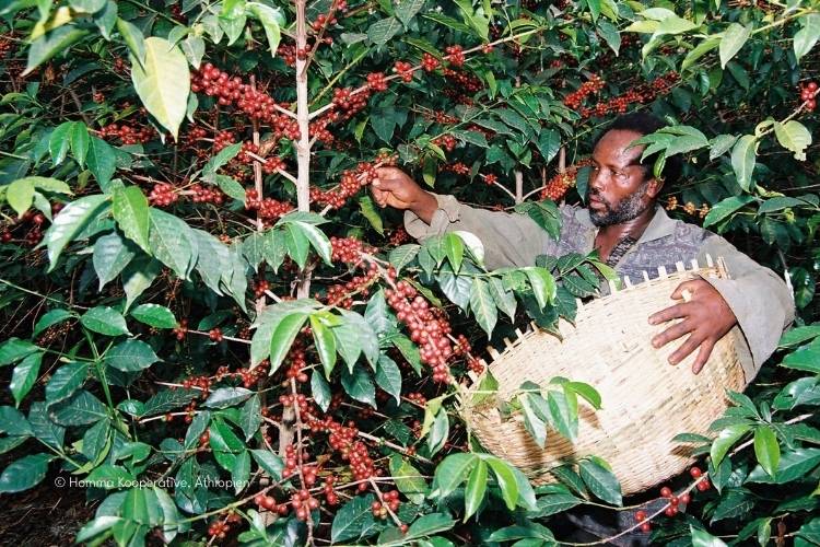 El Puente Fair Trade Kaffee aus Äthiopien - Homma Kooperative