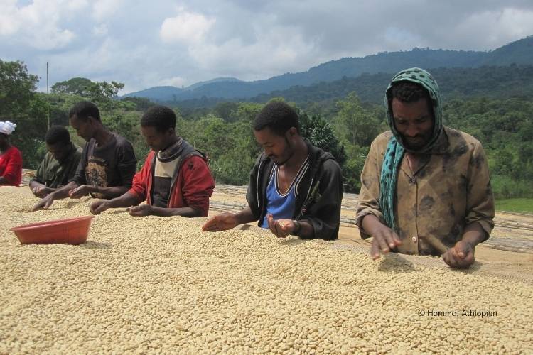 El Puente Fair Trade Kaffeeanbau- Homma, Äthiopien