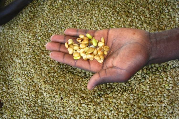 El Puente Fair Trade Kaffeebohnen ungeröstet - Kopakama Ruanda